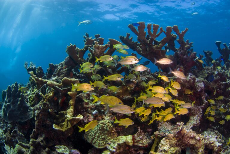 Program wyprawy Meksyk & Belize – dzień 6: Hol Chan Marine Reserve + Shark Ray Alley
