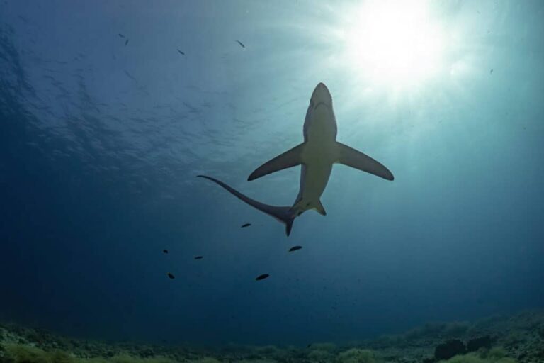 Program wyprawy Filipiny – trójkąt koralowy – dzień 3: Kimud Shoal – THRESHER SHARKS o wschodzie