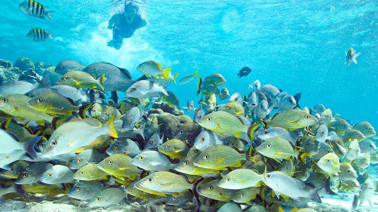 Program wyprawy Meksyk & Belize – dzień 7: Turneffe Atoll – ściana koralowa